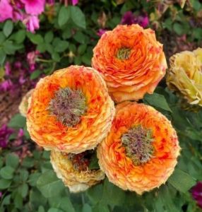 Роза Золотой Мираж купить по цене от 420р. в интернет-магазине «Посадика» с доставкой почтой в в Красный Куте и по всей России – [изображение №1].