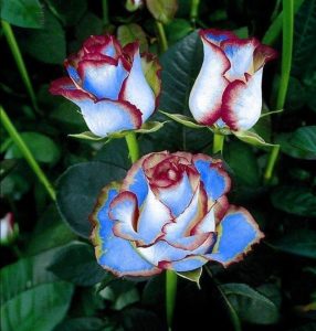 Роза Сафайер Пэтл купить по цене от 450р. в интернет-магазине «Посадика» с доставкой почтой в в Красный Куте и по всей России – [изображение №1].