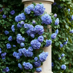 Роза плетистая Блю Перпл купить по цене от 540р. в интернет-магазине «Посадика» с доставкой почтой в в Красный Куте и по всей России – [изображение №1].